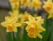 15th Mar 2019 - Daffodil corner