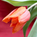 Tulip. by wendyfrost