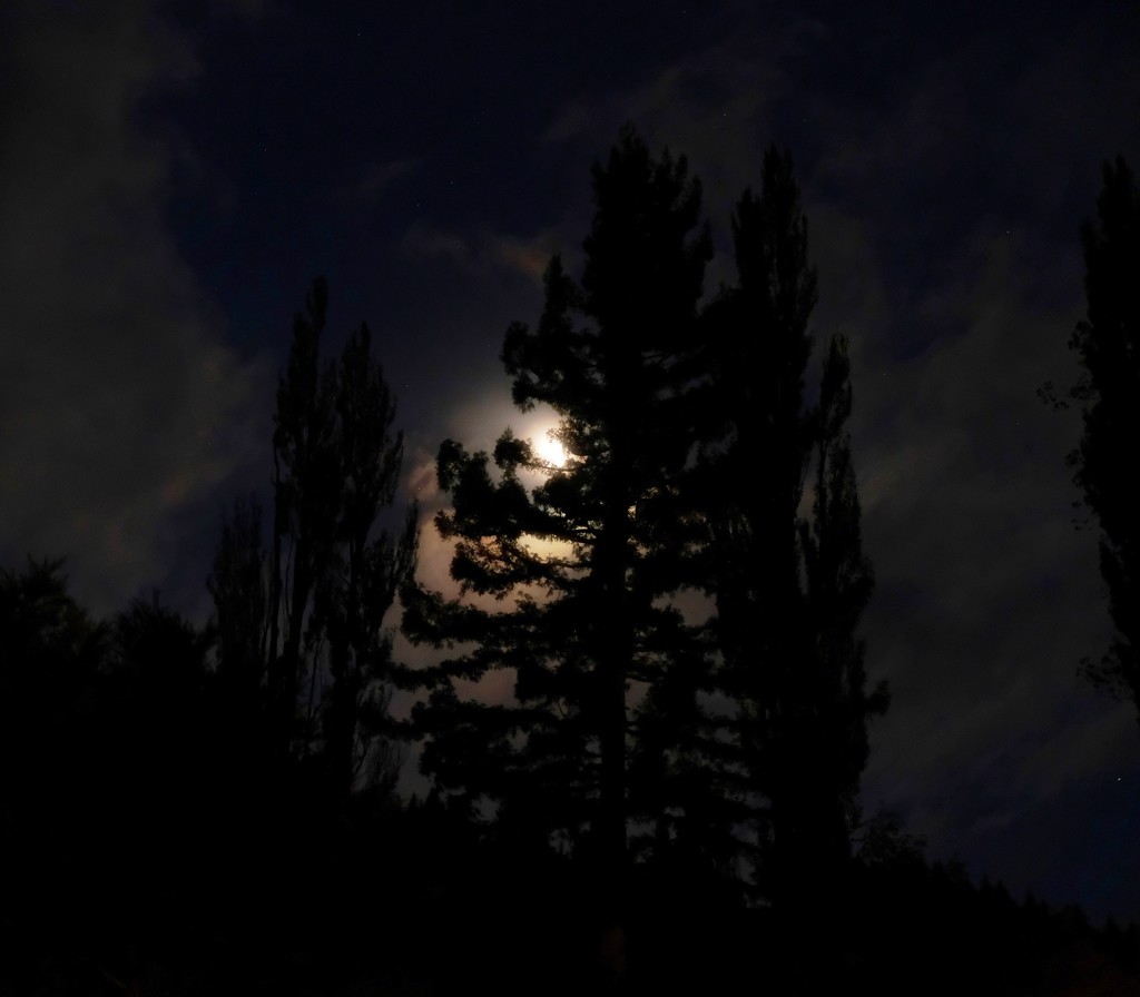 Dark Moon by maggiemae