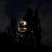 Dark Moon by maggiemae