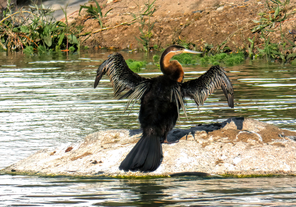African Darter drying it's wings by ludwigsdiana