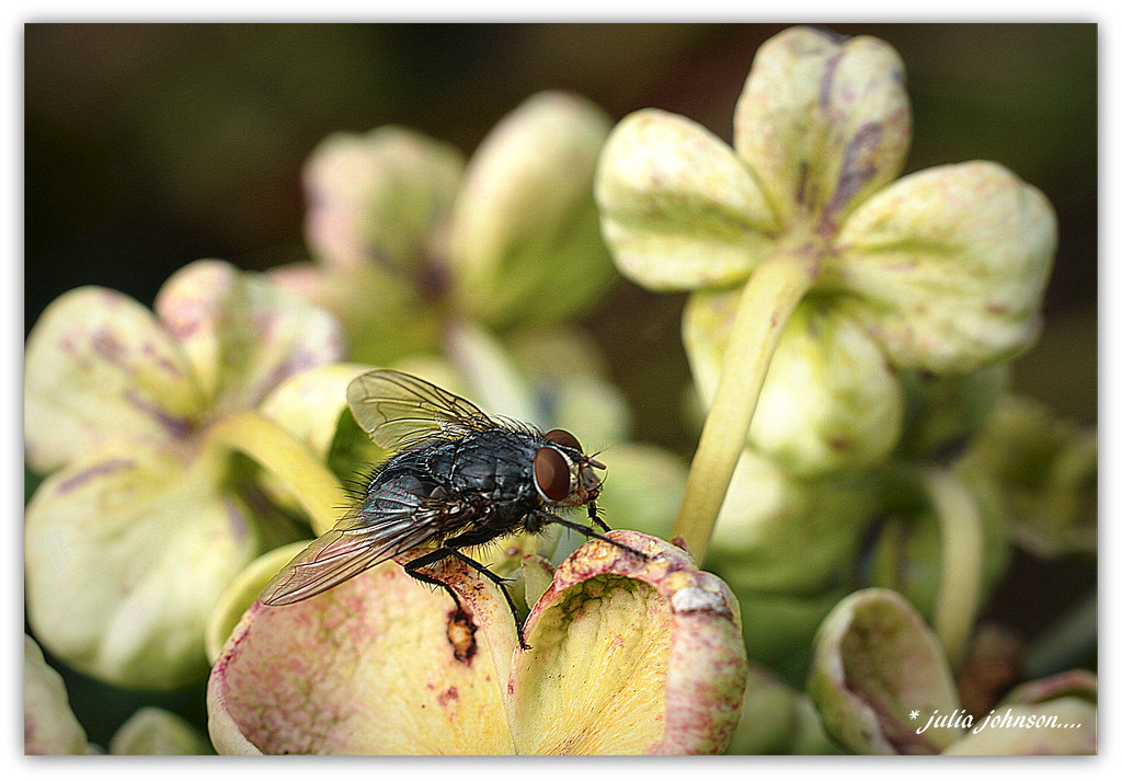 Fly on the Hydrangea.. by julzmaioro