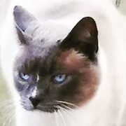 11th Mar 2019 - Siamese cat - edited