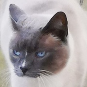 11th Mar 2019 - Siamese Cat - sooc