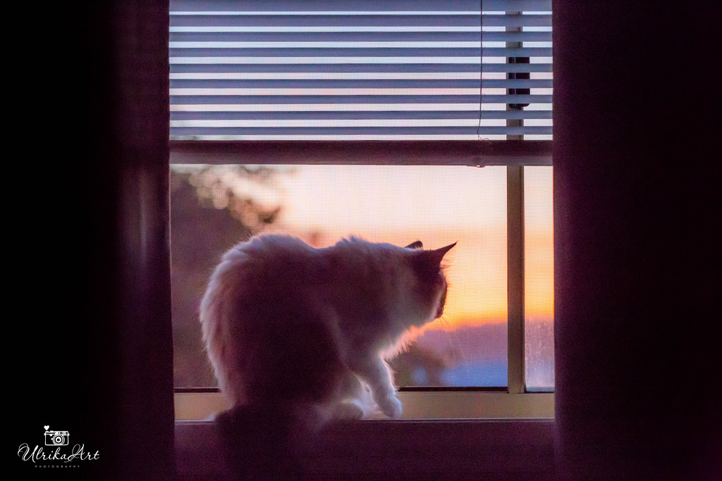cat enjoying the sunset by ulla