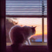 cat enjoying the sunset by ulla