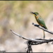 Little bee eater with bug by rosiekind