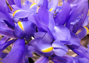 16th Mar 2019 - Purple flowers