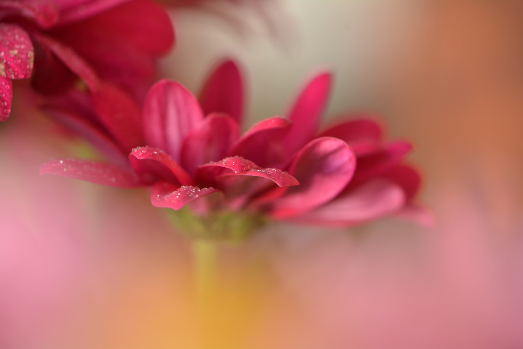 Chrysanthemum..... by ziggy77
