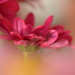 Chrysanthemum..... by ziggy77