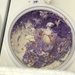 Purple ice cream by pandorasecho