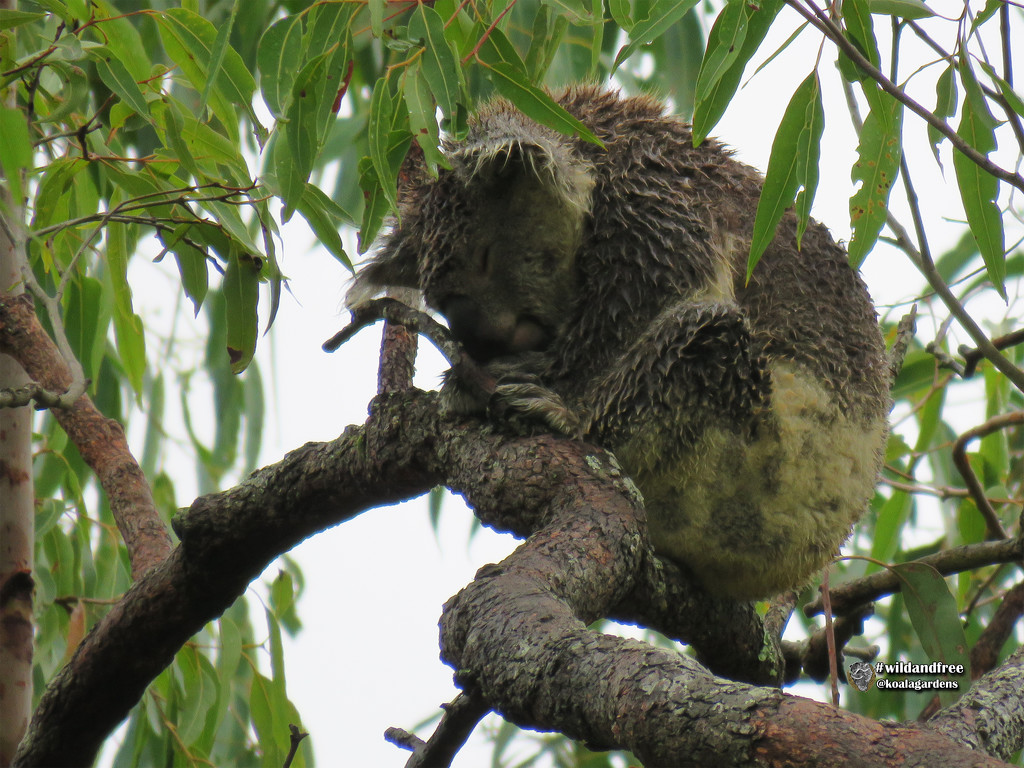 long awaited rain by koalagardens