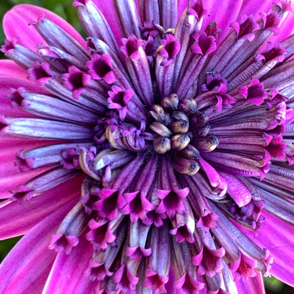 Purple Flower by shutterbug49