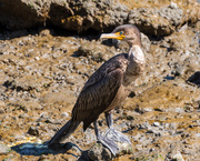 16th Mar 2019 - Double-crested Cormorant