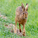 Hare on the Run by rjb71