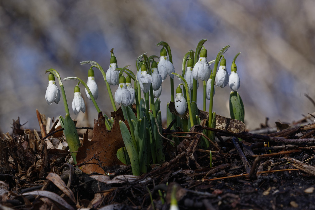 snowdrops  by rminer