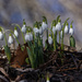 snowdrops  by rminer