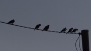 15th Mar 2019 - Birds On A Wire ~