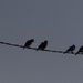 Birds On A Wire ~ by happysnaps