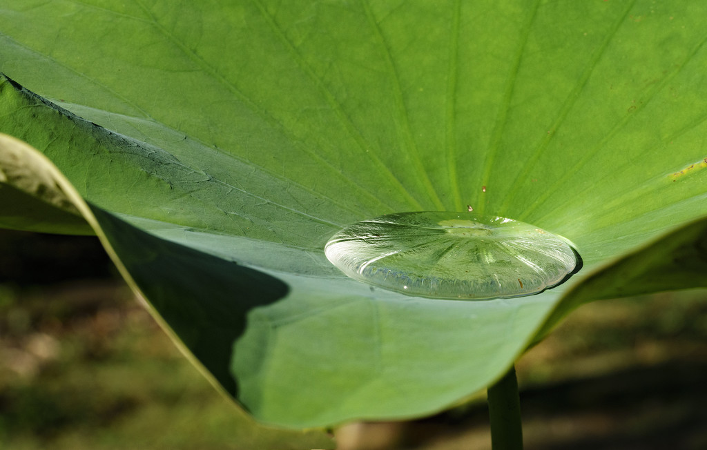 Lotus Water Bowl by jgpittenger