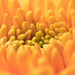 Gerbera by leonbuys83