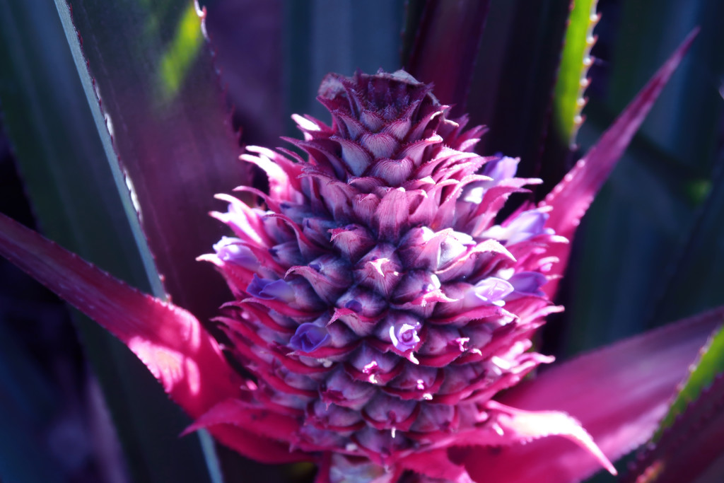 Purple pineaple by ingrid01