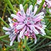 Rainbow Month Day 17 - Pixie Mops (petrophile linearis) by judithdeacon
