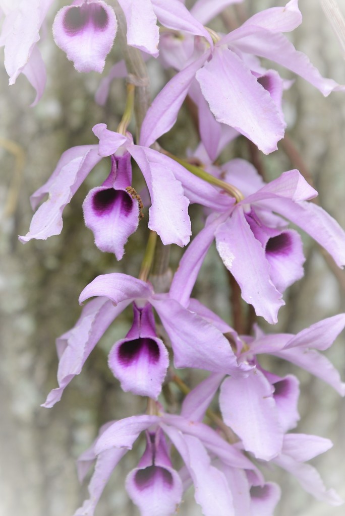Cascading Cymbidium Orchid by chejja