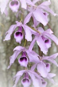 16th Mar 2019 - Cascading Cymbidium Orchid