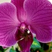 The Beauty Of An Orchid  by jo38