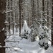 Snowy Trees by radiogirl