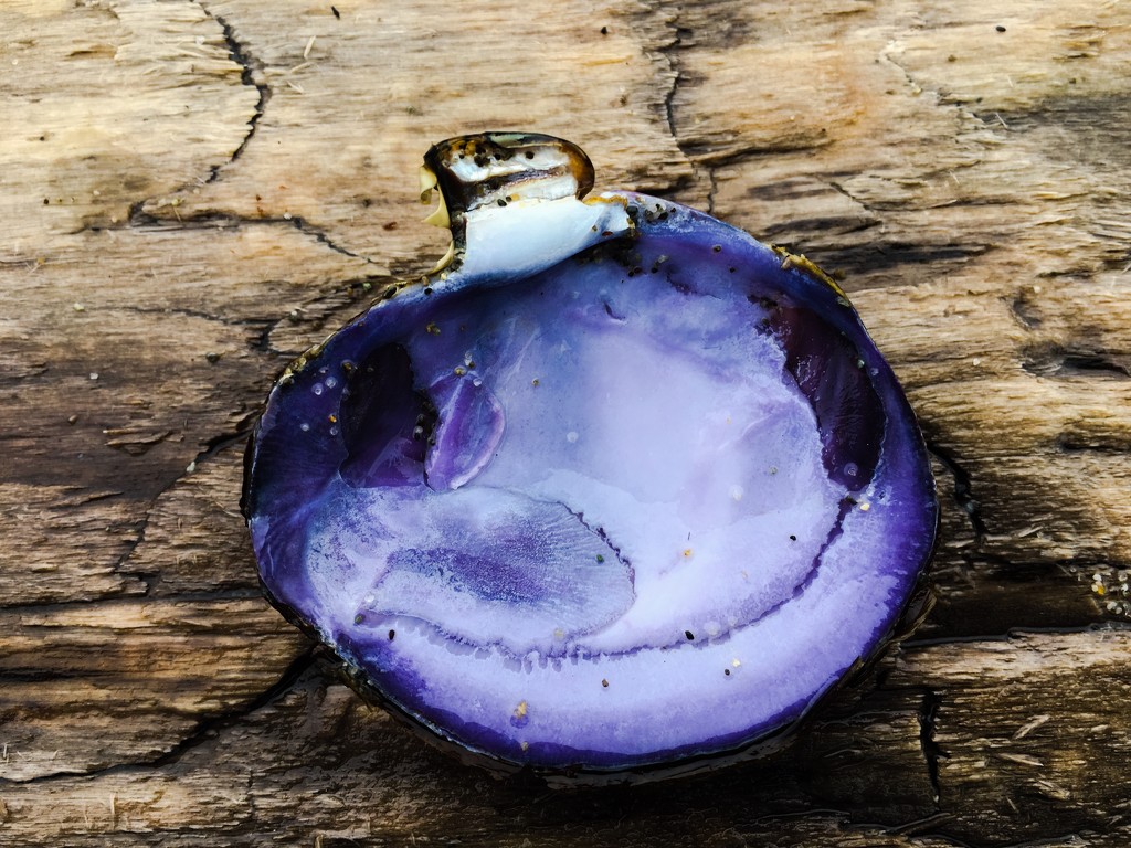 Purple Shell by clay88