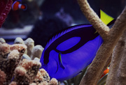 16th Mar 2019 - coral reef fish