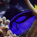 coral reef fish by summerfield