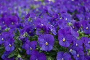 9th Mar 2019 - Peter Piper picked a peck of purple pansies