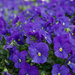 Peter Piper picked a peck of purple pansies by eudora