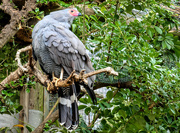 17th Mar 2019 - Gosshawk at World of Birds