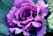 16th Mar 2019 - Purple Cabbage