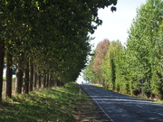 17th Mar 2019 - One of the roads in our area it is pretty with the dappled sunlight