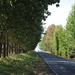 One of the roads in our area it is pretty with the dappled sunlight by Dawn