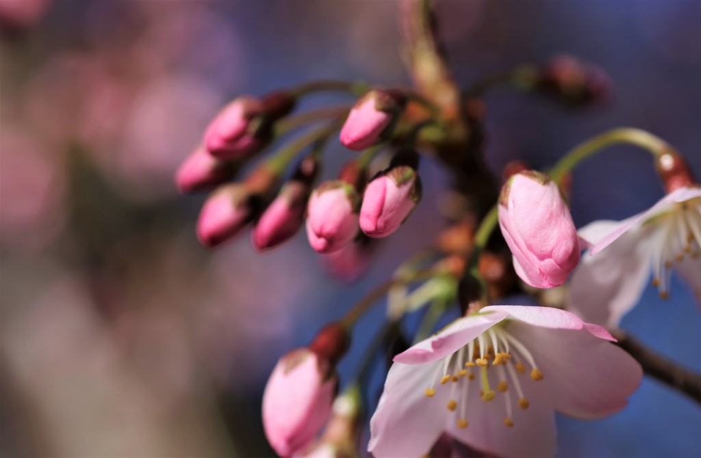 Blossom Pink by phil_sandford