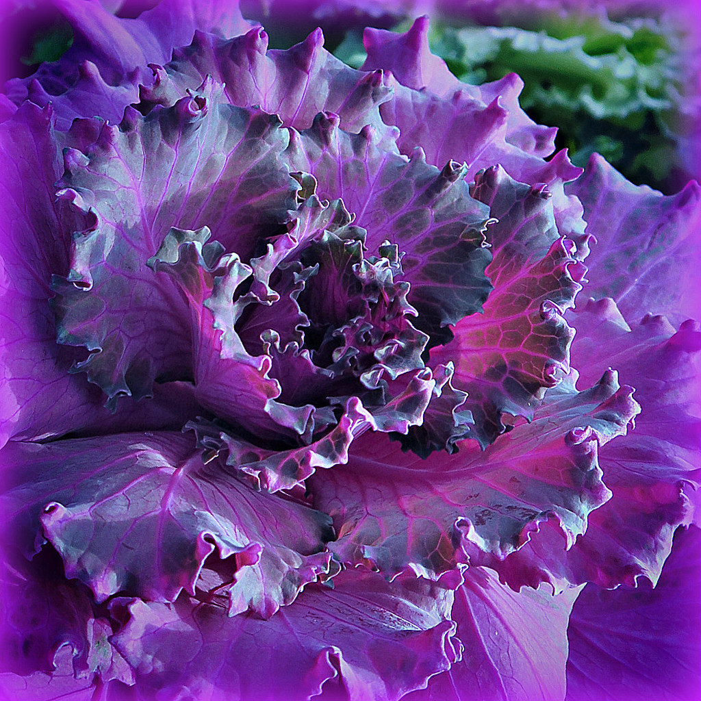 Ornamental Cabbage.  by wendyfrost