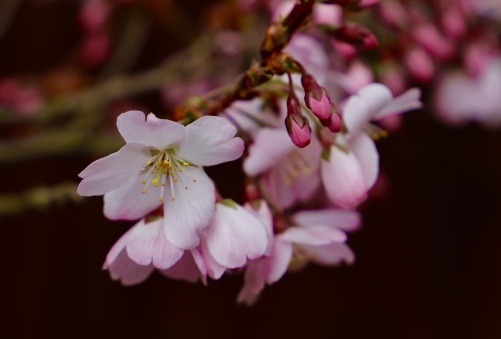 Cherry Blossom  by carole_sandford