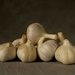 GROUP OF GARLIC by markp