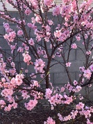 13th Mar 2019 - Nectarine tree