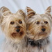 Silky Terriers 4 & 5 by jesika2