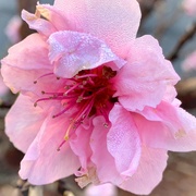 17th Mar 2019 - Nectarine Blossom