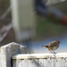 Robin On A Fence by davemockford