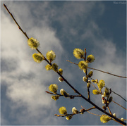 17th Mar 2019 - Pussy Willow