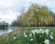 17th Mar 2019 - Daffodils and the Tree